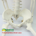 SKELETON06 (12366) медицинские науки классический медицинский Стандарт 85см Анатомия человека модель скелета манекена